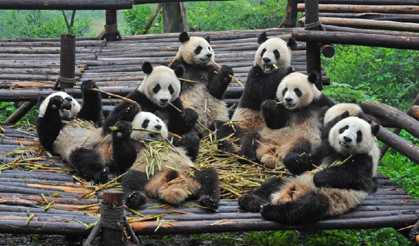 Viaje china del oso panda 